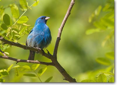 Indigo Bunting