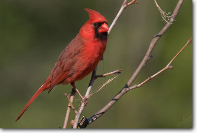 Norhern Cardinal