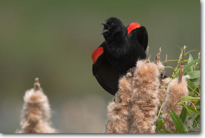 Red-winged Blackbird