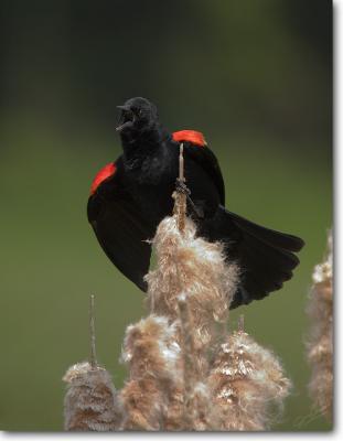 <!-- CRW_0892.jpg -->Red-winged Blackbird