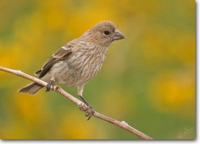 House Finch