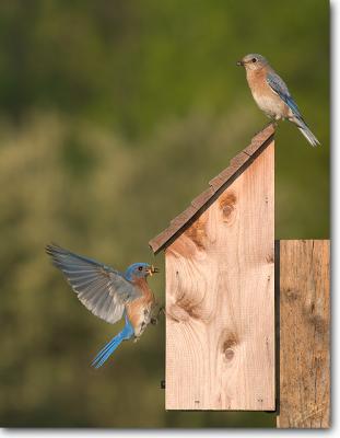 Eastern Bluebird