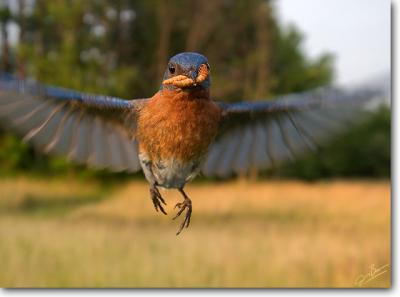 Eastern Bluebird