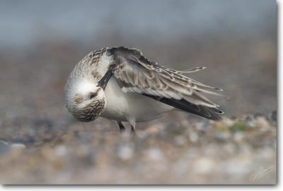 Sanderling