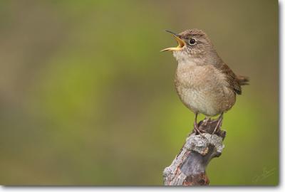 House Wren