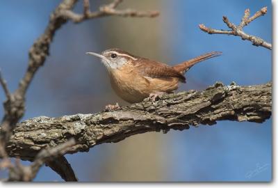 Carolina Wren