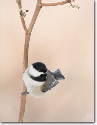 Chickadees / Nuthatches / Wrens / Titmice