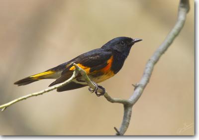 American Redstart