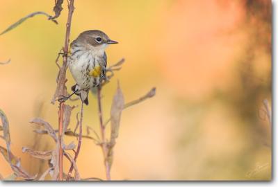Yellow-rumped Warbler