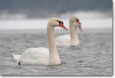 Mute Swan