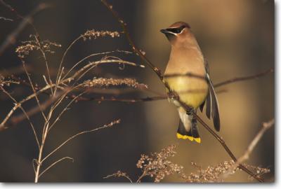 Cedar Waxwing