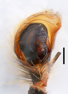 Resized / sharpenedScale = .25mm
