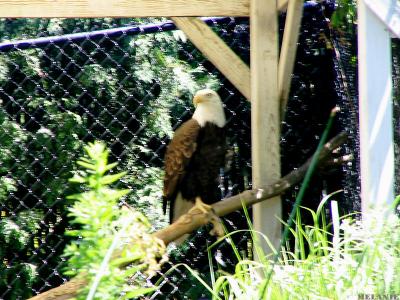 Eagle stands alone.jpg(211)