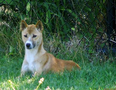 Austrailian singing dog.jpg