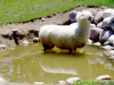 Taking a moment to cool off.jpg