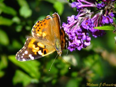 Butterfly2.jpg(119)