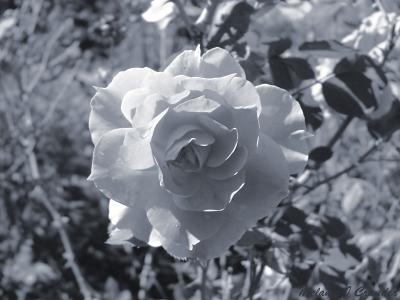 Pink rose seen as black  white.jpg(184)