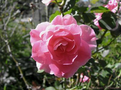 Pink Rose.jpg(101)
