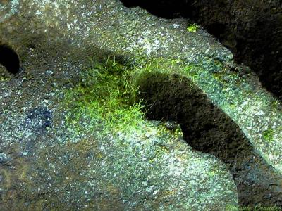 A bit of green found deep in the cave.jpg(372)