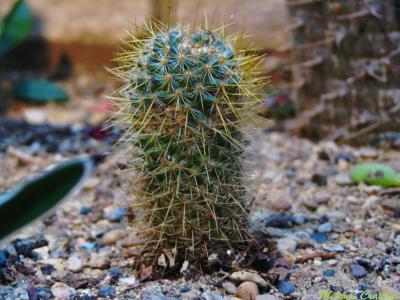 Baby cactus.jpg(190)