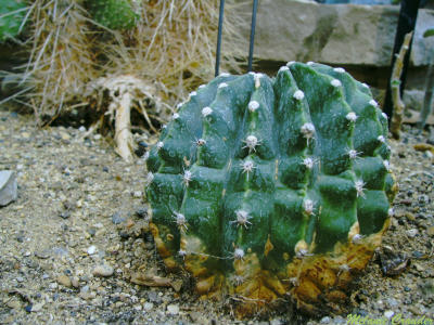 Cactus'
