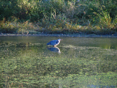 Blue Heron.jpg(161)