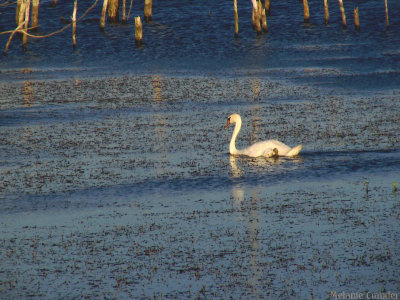 Swan Lake or Swan Marsh.jpg(150)