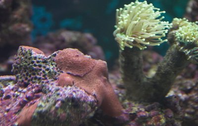 Red Mushroom Anemone (Green torch in background)