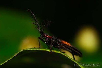 Macro