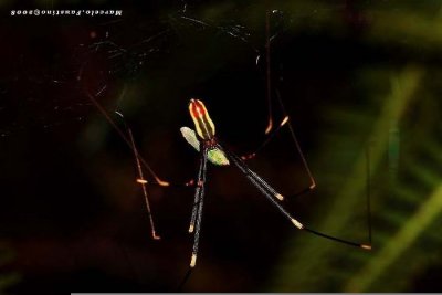 Macro