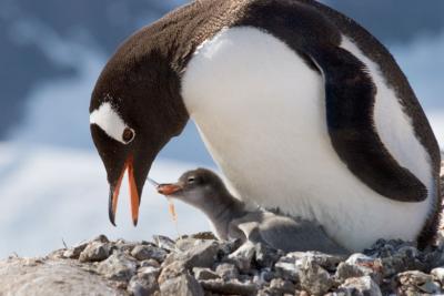 Antarctica