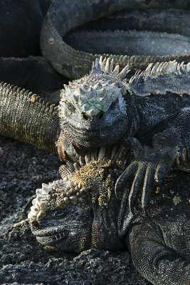 MarineIguanas8282.jpg