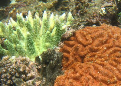 vanuatu corals