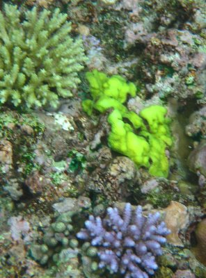 vanuatu corals