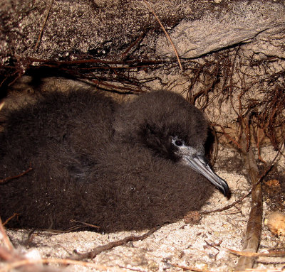 Shearwater chick in its burrow - in NZ they are hunted.