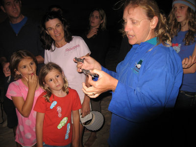 Baby turtle release