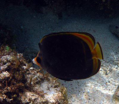 Black butterfly fish