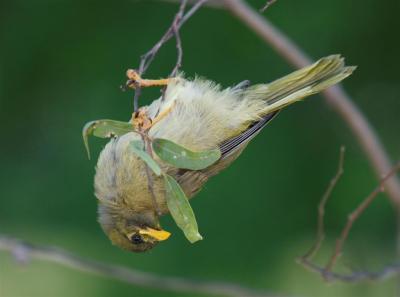 Bellbirds