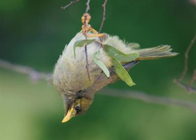 bellbirds002.jpg
