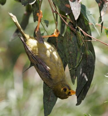 bellbirds003.jpg