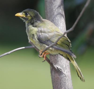bellbirds006.jpg