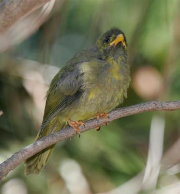 bellbirds007.jpg