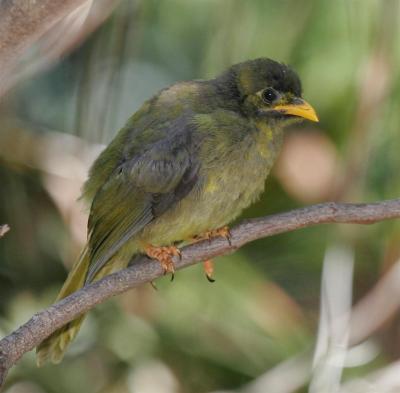bellbirds008.jpg