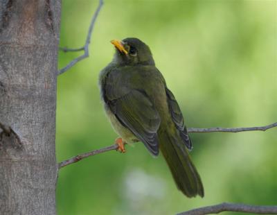 bellbirds011.jpg