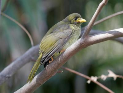 bellbirds012.jpg