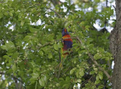 rosella013.jpg