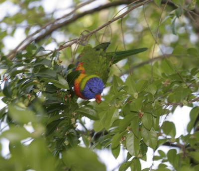 rosella014.jpg