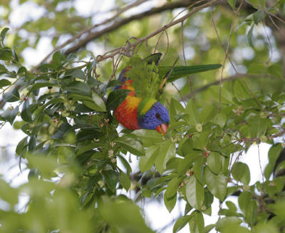 rosella015.jpg