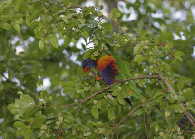 rosella016.jpg