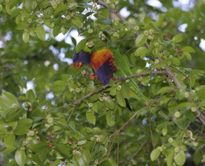 rosella018.jpg